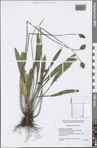 Plantago lanceolata L., Eastern Europe, Central region (E4) (Russia)