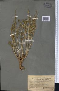 Lagochilus bungei Benth., Middle Asia, Pamir & Pamiro-Alai (M2)