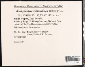 Brachythecium erythrorrhizon Schimp., Bryophytes, Bryophytes - Russian Far East (excl. Chukotka & Kamchatka) (B20) (Russia)