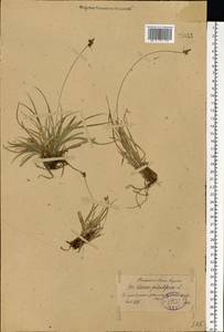 Carex pilulifera L., Eastern Europe, North-Western region (E2) (Russia)