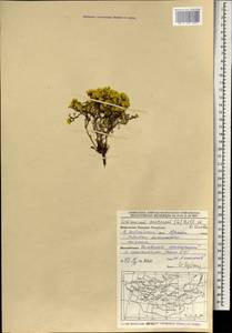 Limonium aureum (L.) Chaz., Mongolia (MONG) (Mongolia)