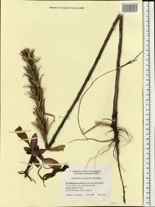Oenothera ×rubricaulis Kleb., Eastern Europe, Eastern region (E10) (Russia)