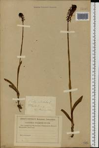 Neotinea ustulata (L.) R.M.Bateman, Pridgeon & M.W.Chase, Eastern Europe, Central region (E4) (Russia)