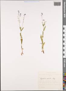 Myosotis imitata Serg., Siberia, Altai & Sayany Mountains (S2) (Russia)