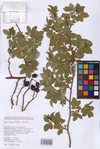 Rosa corymbifera Borkh., Eastern Europe, Lower Volga region (E9) (Russia)