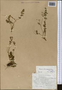 Vicatia coniifolia Wall. ex DC., Middle Asia, Western Tian Shan & Karatau (M3) (Kyrgyzstan)