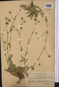 Gypsophila cephalotes (Schrenk) F.N. Williams, Middle Asia, Western Tian Shan & Karatau (M3) (Kazakhstan)