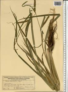 Carex utriculata Boott, Eastern Europe, Volga-Kama region (E7) (Russia)