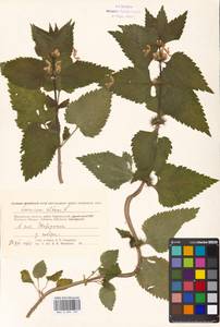 Lamium album L., Eastern Europe, Moscow region (E4a) (Russia)