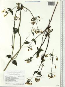 Nemesia floribunda Lehm., Australia & Oceania (AUSTR) (New Zealand)