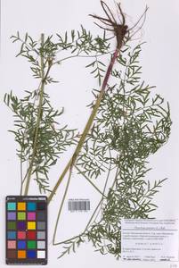 Thysselinum palustre (L.) Hoffm., Eastern Europe, Moscow region (E4a) (Russia)