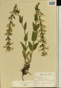 Silene viscosa (L.) Pers., Eastern Europe, Central region (E4) (Russia)