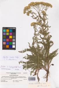 Achillea arabica Kotschy, Eastern Europe, Lower Volga region (E9) (Russia)