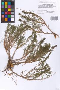 Artemisia salsoloides Willd., Eastern Europe, Eastern region (E10) (Russia)