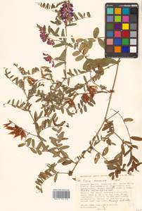 Vicia amoena Fisch. ex Ser., Siberia (no precise locality) (S0) (Russia)