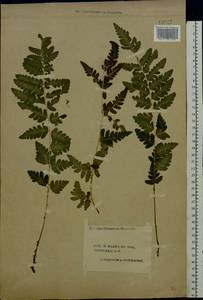 Dryopteris cristata (L.) A. Gray, Eastern Europe, Central forest region (E5) (Russia)
