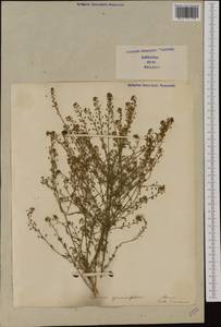 Lepidium graminifolium L., Western Europe (EUR) (Italy)