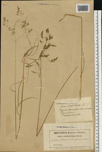 Deschampsia cespitosa (L.) P.Beauv., Eastern Europe, Latvia (E2b) (Latvia)