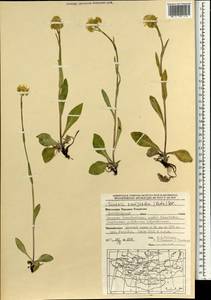 Tephroseris integrifolia (L.) Holub, Mongolia (MONG) (Mongolia)