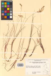 Anthoxanthum monticola (Bigelow) Veldkamp, Siberia, Russian Far East (S6) (Russia)