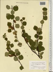 Betula pubescens var. pumila (L.) Govaerts, Eastern Europe, Northern region (E1) (Russia)