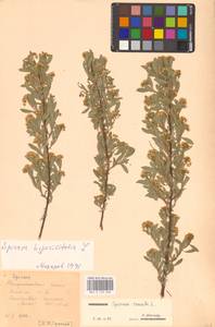 Spiraea crenata L., Eastern Europe, Central forest-and-steppe region (E6) (Russia)