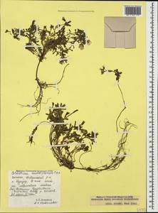 Cerastium multiflorum C. A. Mey., Caucasus, Dagestan (K2) (Russia)