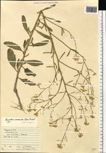 Guenthera persica (Boiss. & Hohen.) D.A.German, Eastern Europe, Middle Volga region (E8) (Russia)