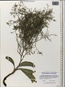 Limonium scoparium (Pall. ex Willd.) Stankov, Caucasus, Azerbaijan (K6) (Azerbaijan)