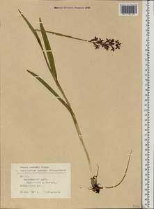 Dactylorhiza russowii (Klinge) Holub, Eastern Europe, Latvia (E2b) (Latvia)
