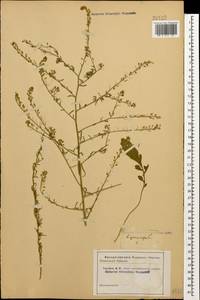 Lepidium graminifolium L., Caucasus (no precise locality) (K0)
