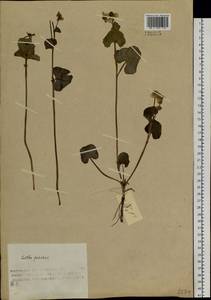 Caltha palustris var. radicans (T. F. Forst.) Beck, Siberia, Chukotka & Kamchatka (S7) (Russia)