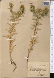 Carthamus lanatus L., Middle Asia, Western Tian Shan & Karatau (M3) (Uzbekistan)