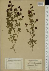 Trifolium aureum Pollich, Eastern Europe, Latvia (E2b) (Latvia)