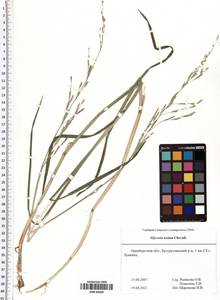 Glyceria notata Chevall., Eastern Europe, Eastern region (E10) (Russia)