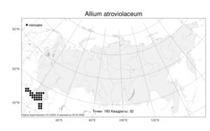 Allium atroviolaceum Boiss., Atlas of the Russian Flora (FLORUS) (Russia)