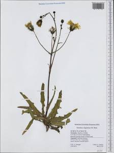 Sonchus arvensis subsp. uliginosus (M. Bieb.) Nyman, Western Europe (EUR) (Germany)