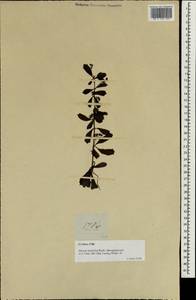 Ehretia monopyrena Gottschling & Hilger, South Asia, South Asia (Asia outside ex-Soviet states and Mongolia) (ASIA) (Philippines)