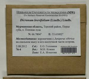 Dicranum brevifolium (Lindb.) Lindb., Bryophytes, Bryophytes - Karelia, Leningrad & Murmansk Oblasts (B4) (Russia)