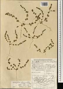 Halogeton glomeratus (M. Bieb.) C. A. Mey., Mongolia (MONG) (Mongolia)