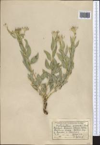 Haplophyllum acutifolium (DC.) G. Don, Middle Asia, Western Tian Shan & Karatau (M3) (Kyrgyzstan)