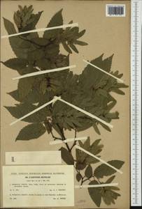 Carpinus betulus L., Western Europe (EUR) (Czech Republic)