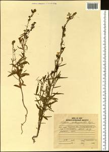 Linaria melampyroides Kuprian., Siberia, Russian Far East (S6) (Russia)