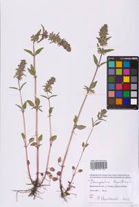 Dracocephalum thymiflorum L., Eastern Europe, Central forest-and-steppe region (E6) (Russia)