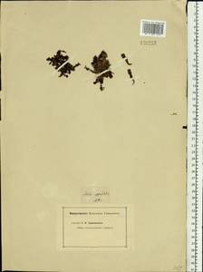 Saxifraga oppositifolia, Siberia, Altai & Sayany Mountains (S2) (Russia)