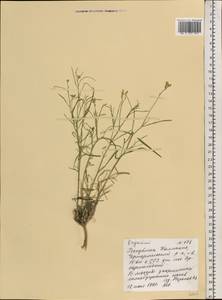 Erysimum siliculosum (M.Bieb.) DC., Eastern Europe, Lower Volga region (E9) (Russia)