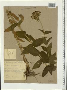 Silene chalcedonica (L.) E. H. L. Krause, Eastern Europe, Middle Volga region (E8) (Russia)