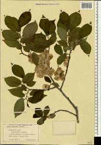 Ulmus minor subsp. minor, Crimea (KRYM) (Russia)