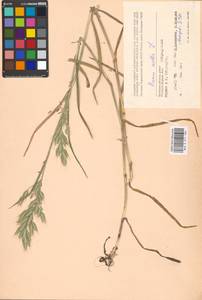 Bromus hordeaceus subsp. hordeaceus, Eastern Europe, Western region (E3) (Russia)