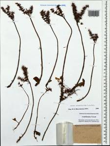 Phedimus obtusifolius (C. A. Mey.) 't Hart, Caucasus, Azerbaijan (K6) (Azerbaijan)